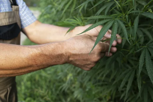 Hand an einer Cannabispflanze